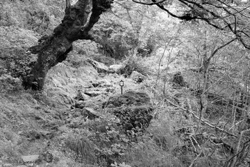 Scandinavia - forest in Norway. Black and white retro style.