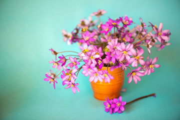 Hepatica purple flowers with fallen petals in a small glass vase on green background.