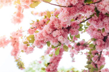 Background from pink sakura flowers in bloom on a tree in the sunlight. Close-up, selective focus, blur. Symbol of Japan.