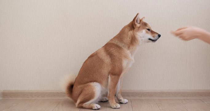 Woman is training her shiba inu dog in a home and gives a treat. Obedient dog concept. Dog executes commands of its owner.