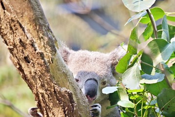 Koala im Eucaplyptusbaum