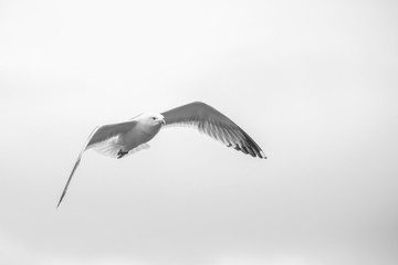 Image of a seagull in head-on flight.