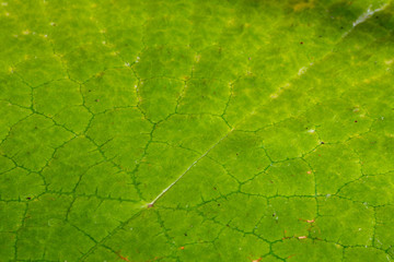 background with a green palm leaf
