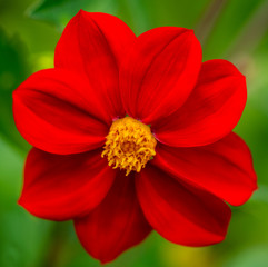 close up with a beautiful smelling red flower in a garden