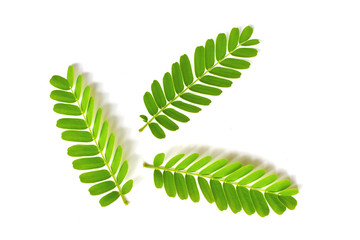 fern leaf isolated on white background