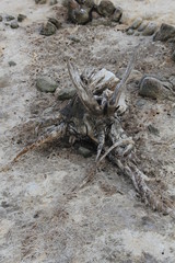 Drought, salt lake in Vermont, Western Cape