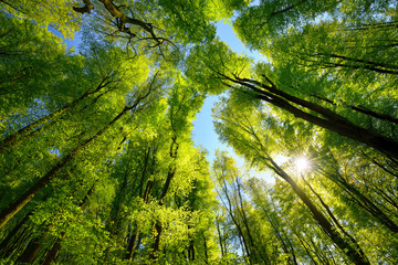 Majestic upwards view to the treetops in a beech forest with fresh green foliage, sun rays and clear blue sky - obrazy, fototapety, plakaty