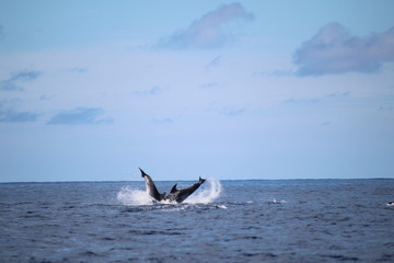 Fototapeta premium Dolphin 