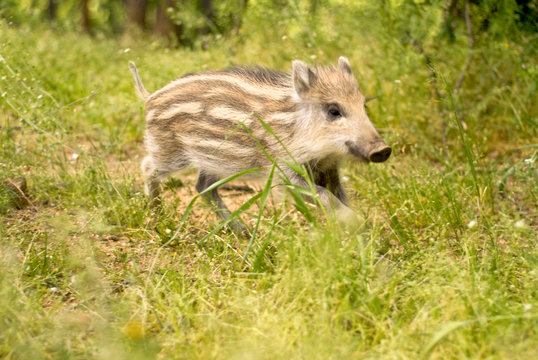 Adorable marcassin dans l'herbe d'une foret d'Europe