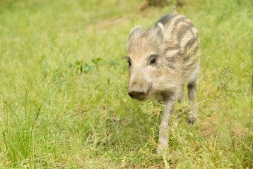 Adorable marcassin dans l'herbe d'une foret d'Europe