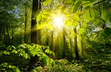 Schöne grüne Waldlandschaft: die Sonne und die grünen Zweige, die die Bäume im Hintergrund gestalten © Smileus