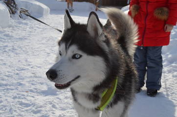 siberian husky dog in snow