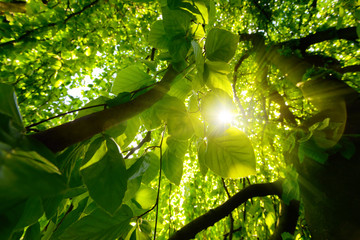 Worms eye view of beautiful trees and branches with vibrant green foliage and the sun shining...