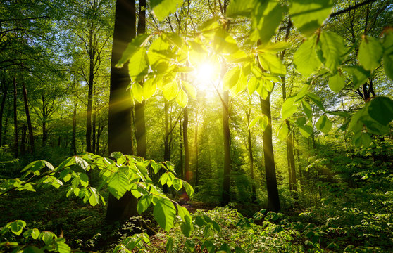 Beautiful green forest scenery: the sun and green branches framing the trees in the background