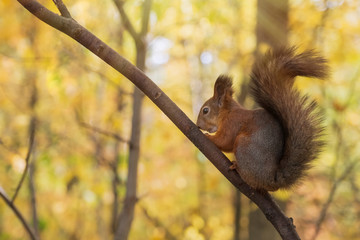 Squirrel with nuts in autumn forest park scene. Autumn squirrel portrait.