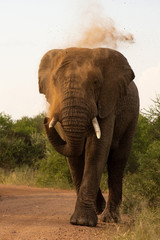 male elephant walking up a dirt road blowing dust out of his trunk