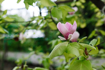 Magnolia pink blossom tree flowers. Spring background. Beautiful flowers, close up branch, outdoor.