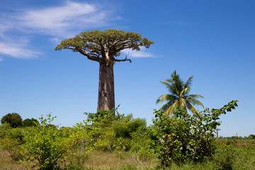 Fototapeta na wymiar A particularly large baobab tree in the vastness of the island of Madagascar