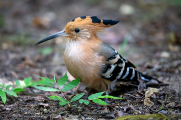 An endemic Madagascar hoopoe bird, with a colorful plumage © 25ehaag6