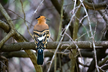 An endemic Madagascar hoopoe bird, with a colorful plumage