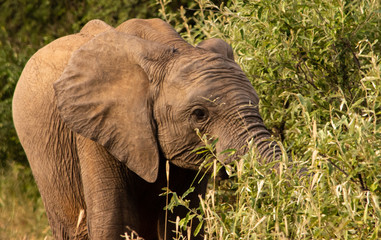 young elephant eating a bush