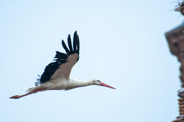 Fototapeta premium Storks flying in the sky