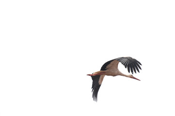 Storks flying in the sky