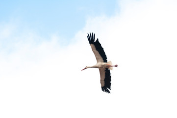 Storks flying in the sky