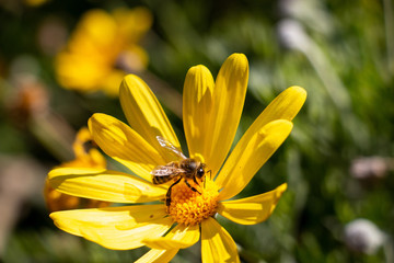 Les abeilles et les fleurs.