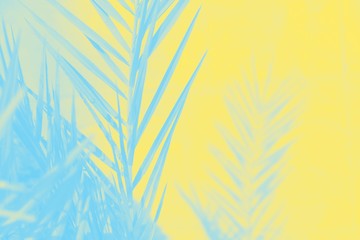 Blue date palm leaves on yellow color background