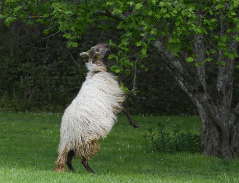 sheep grazing in a meadow