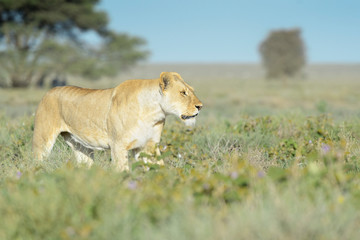 Lion (Panthera leo) walking on savanna, Ngorongoro conservation area, Tanzania.