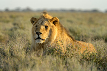 Fototapeta na wymiar Male lion (Panthera leo) lying down on savanna at sunrise, Ngorongoro conservation area, Tanzania.