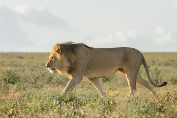 Male lion (Panthera leo) walking on savanna, Ngorongoro conservation area, Tanzania.
