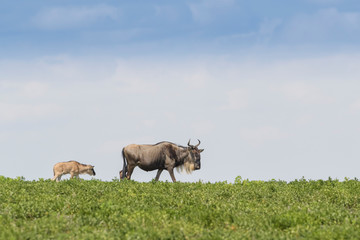Blue Wildebeest (Connochaetes taurinus) mother with calf walking on savanna with blue sky, Ngorongoro conservation area, Tanzania.
