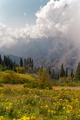 Mountain covered with yellow flowers and green trees 