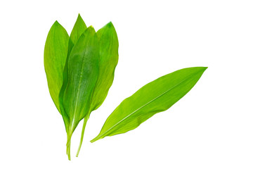 Chopped fresh wild garlic, ramson isolated on white background. Allium ursinum, known as wild garlic, ramson. Isolated on white background. Fresh ramsons leaves. Wild garlic leaves. Healthy vegetable.