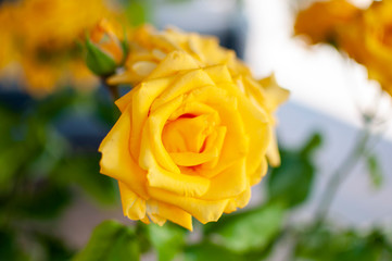 Yellow rose on the plant in a garden