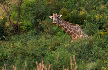 giraffe head and neck extending from green bushes with copy space on left