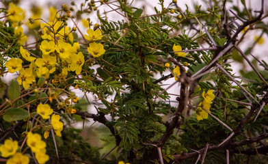 Fototapeta premium close up of wild bush with thorns and yellow flowers