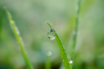 raindrop on the green grass plant in springtime, green background