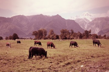 New Zealand cattle. Retro filtered color style.