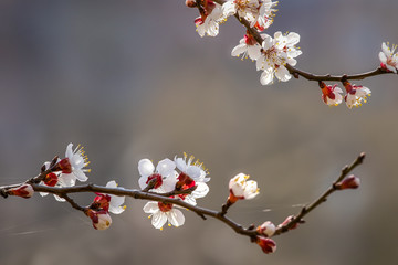 White apricot blossom, spring outdoor background