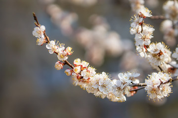 White apricot blossom, spring outdoor background
