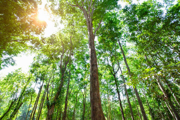 Background of tree or green forest with sunny. forestry industry. Timber business. Save natural for world.