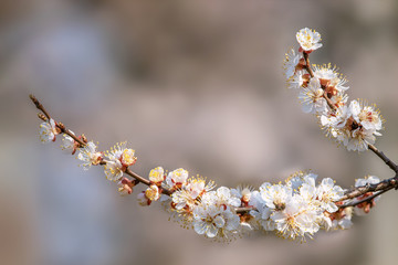 White apricot blossom, spring outdoor background