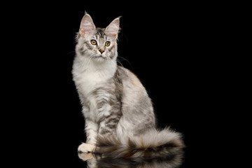 Fototapeta na wymiar Tabby Maine Coon Cat Sitting with Curious face on Isolated Black Background