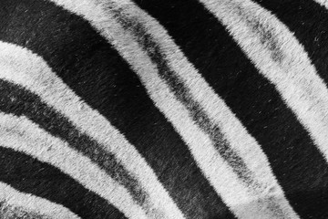 Fototapeta na wymiar close up of zebra skin