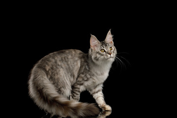 Tabby Maine Coon Cat Crouching with Curious face on Isolated Black Background