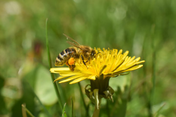 Honey bee on dandelion flower. Honey bee pollinating on spring meadow